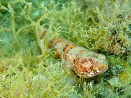 A juvenile Atlantic lizardfish (Synodus saurus) is well camouflaged amongst green algae, Risco