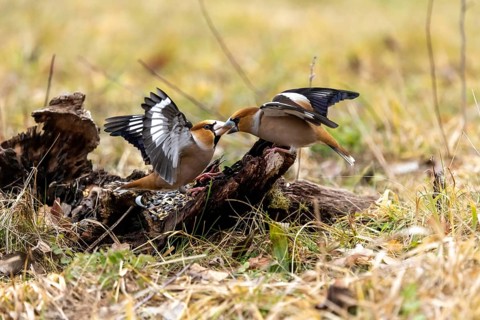 Two bullfinches stand on the ground with their wings outstretched, engaged in a dispute, a hawfinch