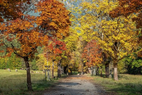 Autumn atmosphere, avenue with autumn-colored sycamore trees, Stillach Valley, near Heini-Klopfer