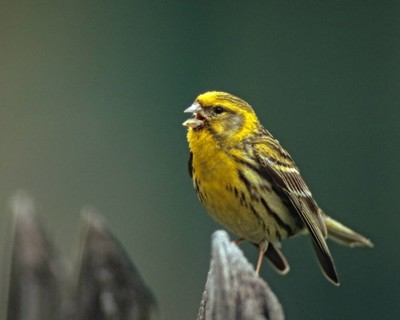 European Serin, serine, serinus serinus, birds, garden, garden fence, song, male, passeri, singing,