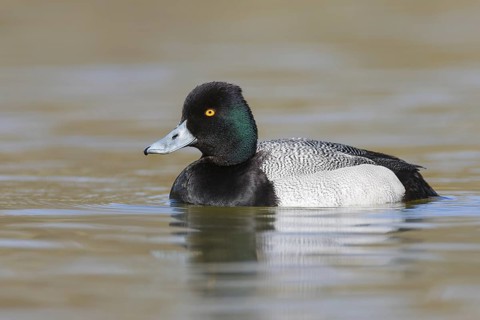 Lesser Scaup (Aythya affinis) male, British Columbia, Canada