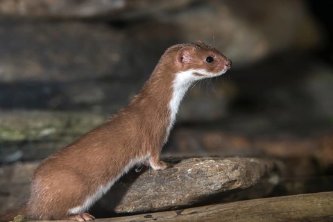 Carnivora, least weasel, mouse weasel, mustela nivalis, predators, dry-stone wall, mammals,