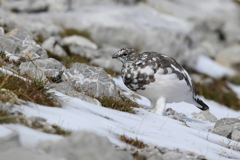 Rock Ptarmigan (Lagopus muta) male, Bavaria, Germany