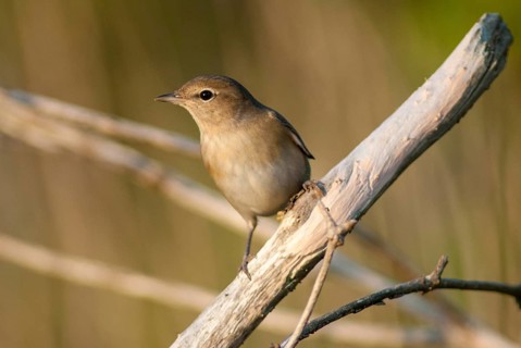 Garden warbler, garden warbler, Sylvia Borin, birds, passeri, songbirds, birds