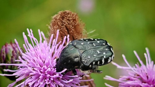 A close-up of a black mourning rose beetle (Oxythyrea funesta) with white spots perched on a purple