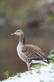 Greylag geese (Anser anser) during a spell of winter weather in spring, snow, North