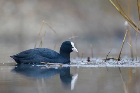 Eurasian Coot (Fulica atra), North Rhine-Westphalia, Germany