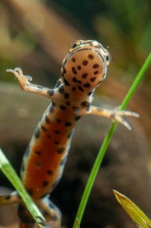 Lissotriton vulgaris meridionalis, Lissotriton vulgaris schreiberi, Schreiber's pond newt, smooth