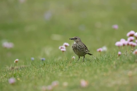Rock pipit (Anthus petrosus) adult bird carrying insects in its beak on a cliff top, Pembrokeshire,