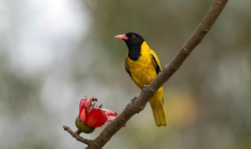 Black-hooded Oriole (Oriolus xanthornus) perched near a red flower, sreepur, Gazipur, bangladesh