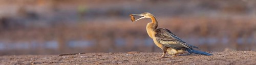 African darter (Anhinga rufa), Marakissa River Camp / Canoe tri, Marakissa, South Bank, Gambia