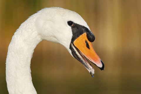 Mute Swan (Cygnus olor), Berlin, Germany