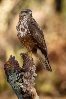 Common Buzzard (Buteo buteo), perched on a branch, Castile and Leon, Spain