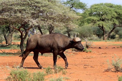 Cape buffalo (Syncerus caffer), adult, foraging, running, Mokala National Park, Northern Cape,