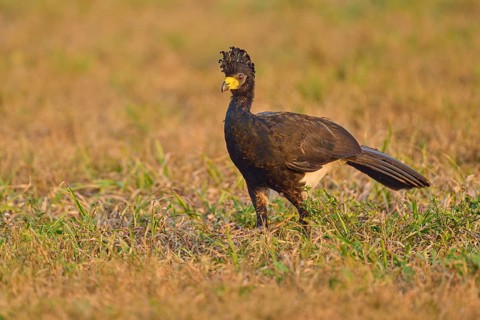 A bird with a distinctive feather crest stands in an open meadow, naked-faced curassow (Crax