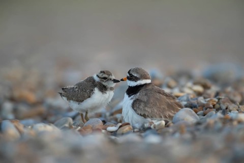 Ringed plover (Charadrius hiaticula) adult parent wader and juvenile baby bird on a shingle beach