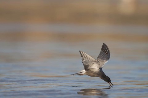 Black Tern (Chlidonias niger) flying, California, USA