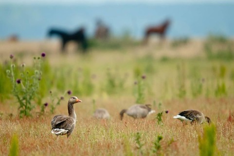 Anser anser, gray goose, grelag goose, anatidae, grazing, birds, duckbirds, extensive grazing,