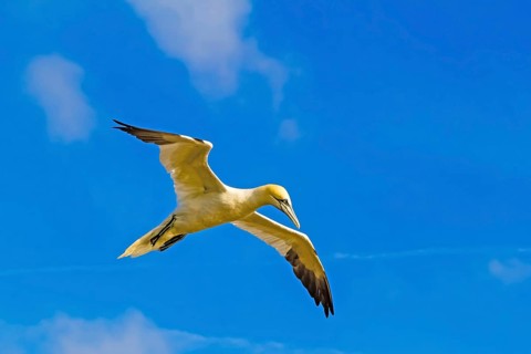 Northern Gannet (Morus bassanu), aerial photograph, blue sky, Heligoland, Schleswig-Holstein,