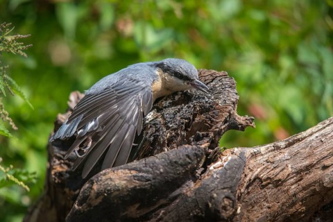 Nuthatch, Sitta Europaea, Bath, Bathe, Birds, Adolescent, Juvenile, Passeri, Songbirds, Sunbath,