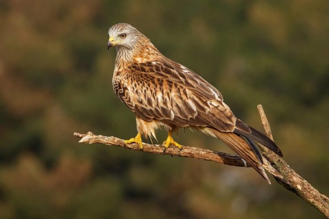 Red Kite (Milvus milvus), perched on a branch, Catile and Leon, Spain