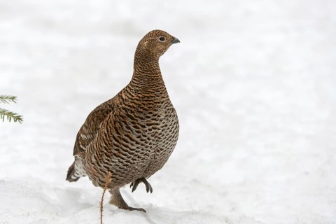 Black grouse, black grouse, blackcock, Eurasian black grouse, pheasant species, Lyrurus tetrix,