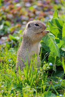 An adult ground squirrel (Spermophilus citellus) eats leaves and flowers on a sunny day in a green