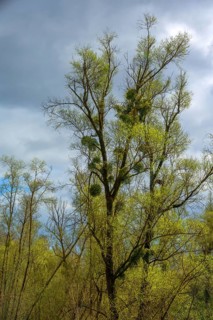 Mistletoe (Viscum) on a poplar tree (Populus), Austria