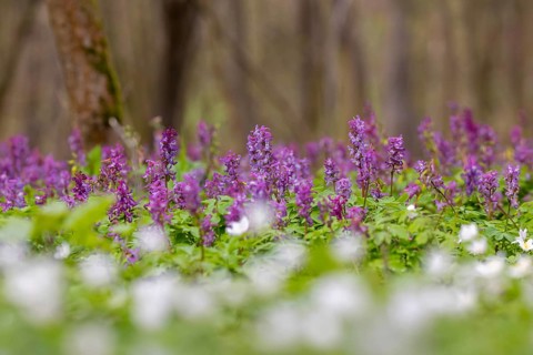Bulbous corydalis, hollow larkspur, hollowroot, holewort (Corydalis cava) and white wood anemones