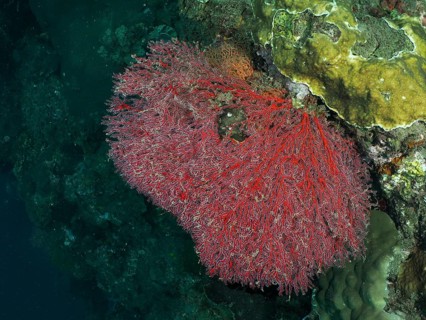 A broad, red fan coral, the red knotted fan (Melithaea ochracea), rests on a multicoloured seabed