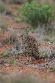 Red-crested Bustard (Lophotis ruficrista), adult, foraging, vigilant, Mokala National Park, South