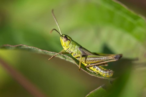 Acrididae, Caelifera, Chorthippus parallelus, field locusts, common grasshoppers, gomphocerinae,