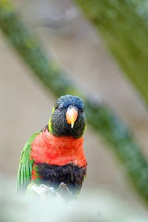 Animal portrait, Forsten's lory (Trichoglossus forsteni), also known as the Bali lory, Old World