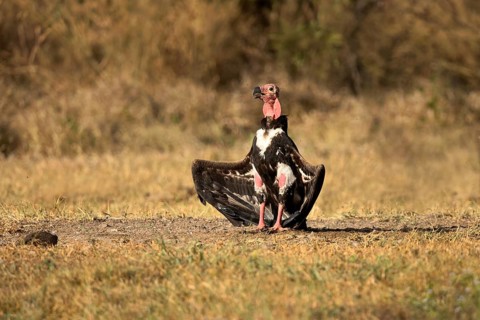Red-headed Vulture (Sarcogyps calvus), Preah Vihear, Cambodia