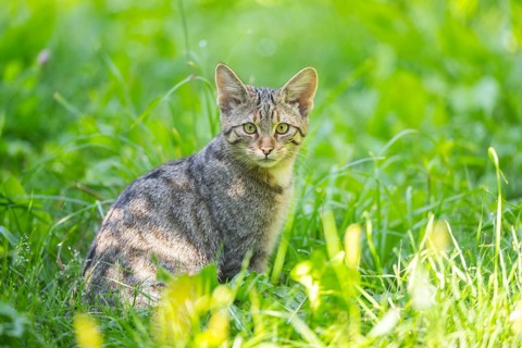 European wildcat (Felis silvestris silvestris) on a meadow, Hesse, Germany