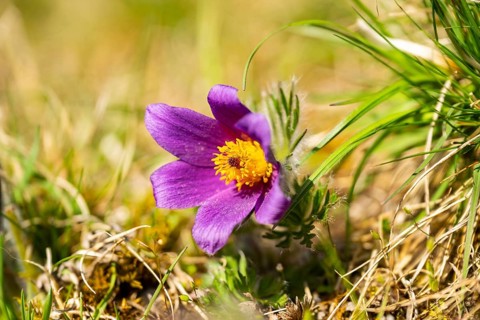 Pasque flower (Pulsatilla vulgaris), blooming, sunset, Bavaria, Germany