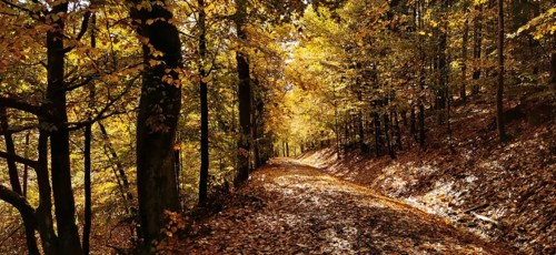 A trail covered by orange leaves leads through an autumnal forest full of warm tones, hiking in