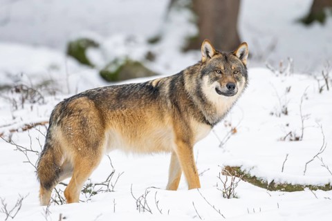 European gray wolf (Canis lupus lupus) standing in a forest in winter, snow, Bavaria, Germany