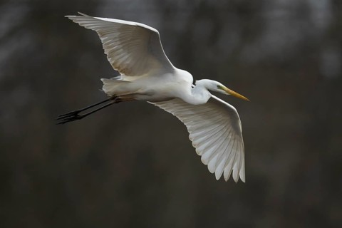 Great white egret (Ardea alba) adult bird flying, Suffolk, England, United Kingdom