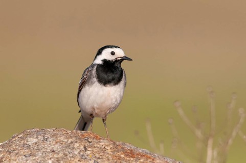 Wagtail, Brandenburg, Germany, Motacilla Alba, Nabu, national natural heritage, natural paradise