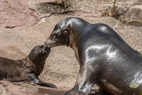 Seal with pup (Phoca vitulina), Nuremberg Zoo, Middle Franconia, Bavaria, Germany