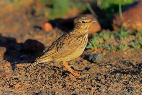 Bush Pipit (Anthus caffer), adult, on ground, alert, foraging, Pilanesberg National Park, North