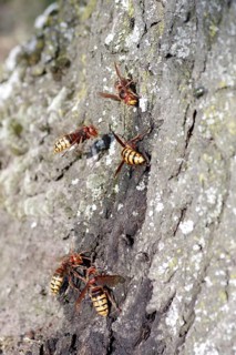 European hornet (Vespa crabro), tree trunk, close-up, The water transport in the tree is disturbed