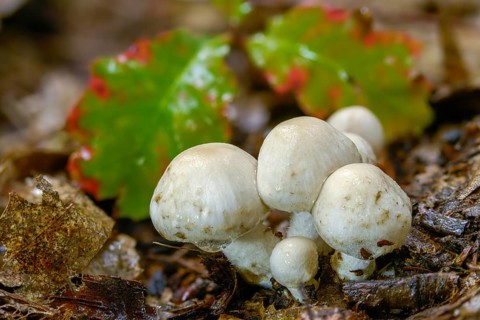 Long-stemmed brush fiber, psathyrella cotonea, sulfurous shortcrust, fungi, fungi, mushrooms, very
