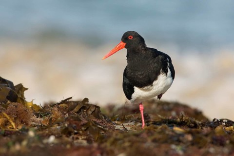 Pied Oystercatcher (Haematopus longirostris) foraging at shoreline, Victoria, Australia