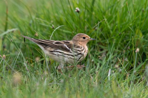 Anthus cervinus, red-throated pipit, robins, birds, passeri, songbirds, birds