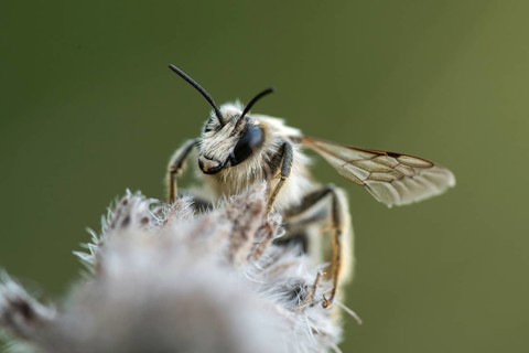 Apidae, Mount Rana, bees, Bohemian Central Mountains, Czech Republic, hymenoptera, tetralonia spec