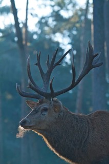 Red deer (Cervus elaphus), forest, backlight, red deer