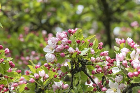 Ornamental apple (Malus 'Winter Gold'), Anchers Havecenter, Ditfurt, Saxony-Anhalt, Germany