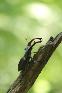 Fascinating stag beetle (Lucanus cervus), insect of the year 2012, June, Saxony, Germany